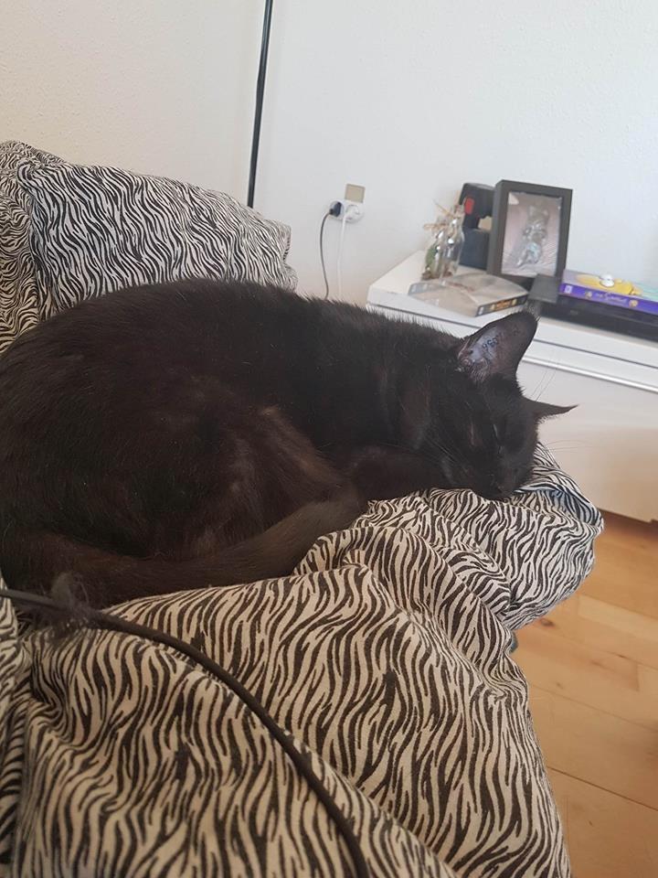 Blanding af racer Sofus billede 14