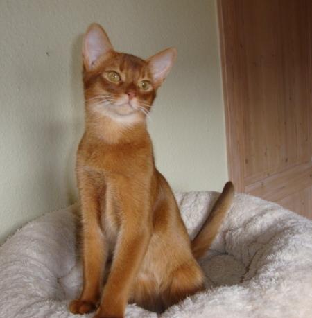 Abyssinier Addis -  Misomalis Idaho billede 2