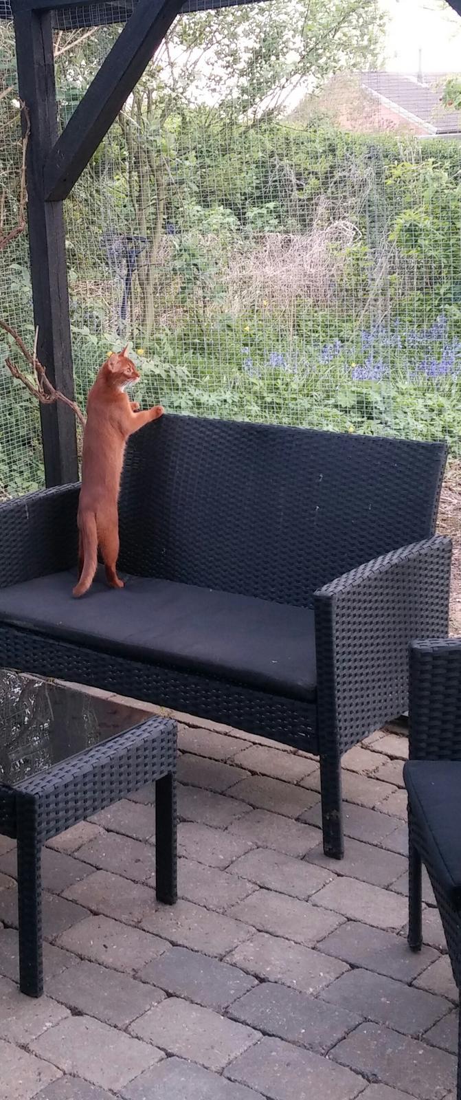 Abyssinier Addis -  Misomalis Idaho billede 7