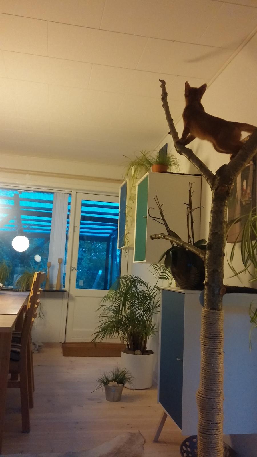 Abyssinier Addis -  Misomalis Idaho billede 9