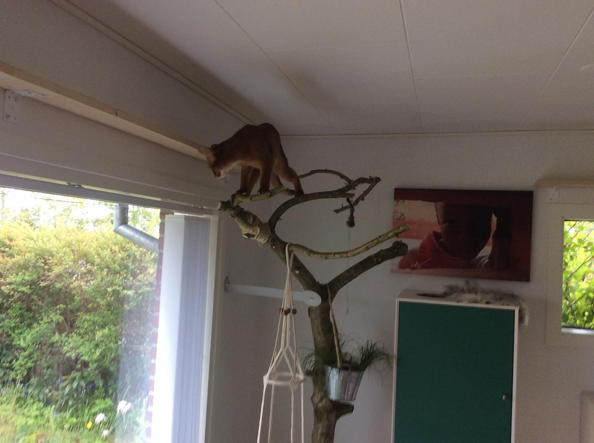 Abyssinier Addis -  Misomalis Idaho billede 11