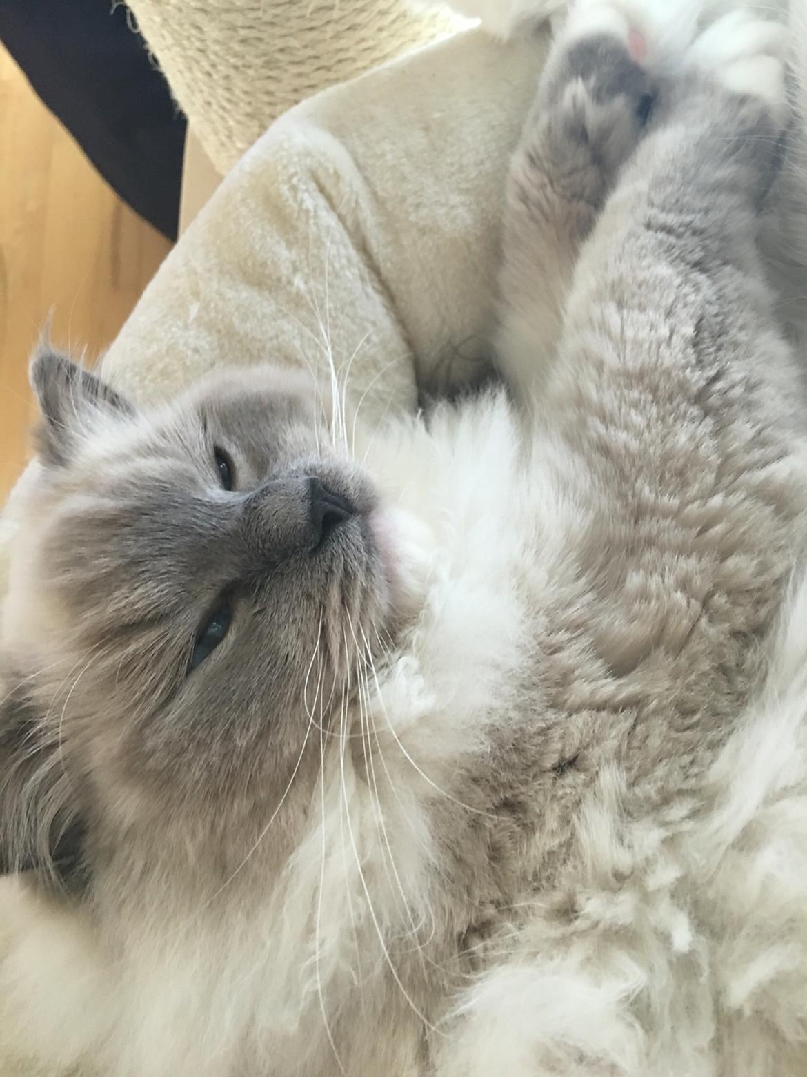 Ragdoll DK Fjordbækken's Santino billede 24