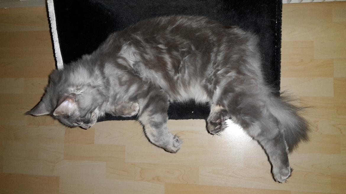 Maine Coon Bounty (DK Nanice Charlie) billede 32