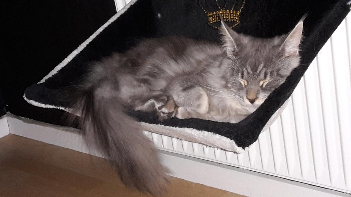 Maine Coon Bounty (DK Nanice Charlie) billede 34