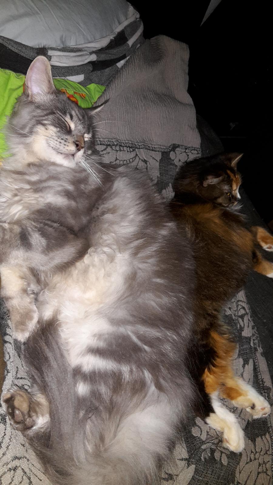 Maine Coon Bounty (DK Nanice Charlie) billede 35