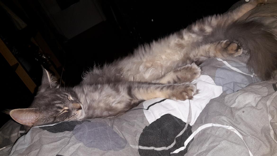 Maine Coon Bounty (DK Nanice Charlie) billede 36