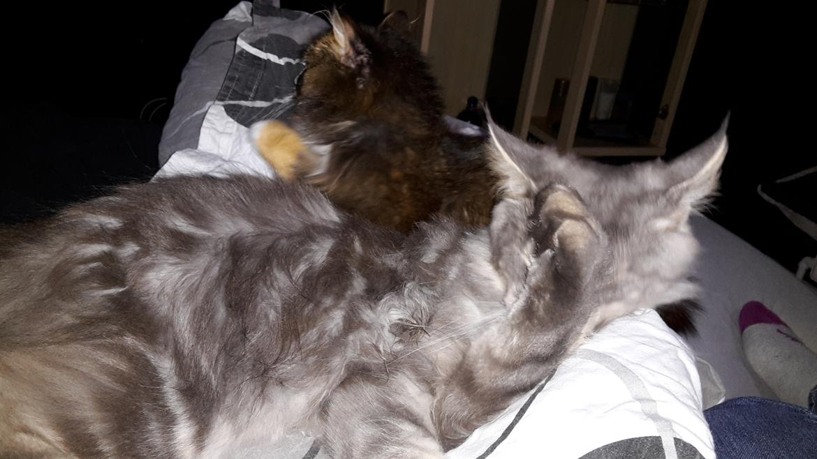 Maine Coon Bounty (DK Nanice Charlie) billede 37