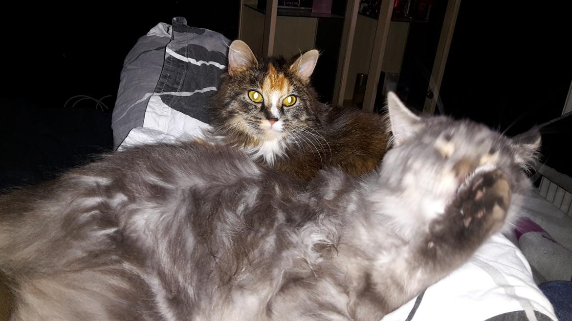 Maine Coon Bounty (DK Nanice Charlie) billede 38