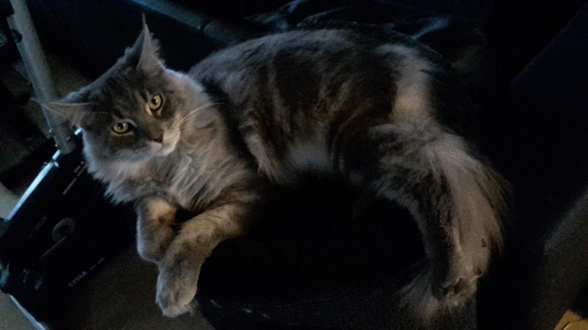 Maine Coon Bounty (DK Nanice Charlie) billede 5