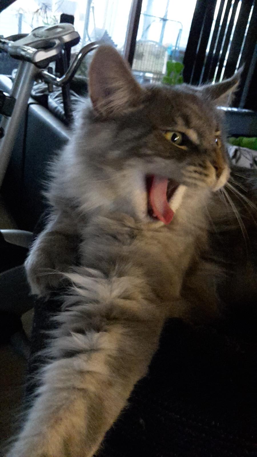 Maine Coon Bounty (DK Nanice Charlie) billede 39