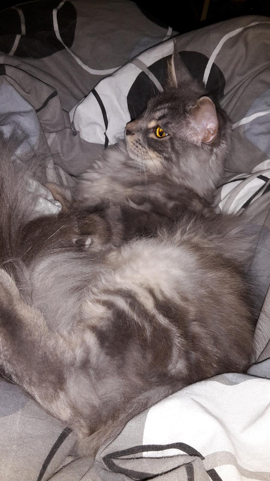 Maine Coon Bounty (DK Nanice Charlie) billede 33