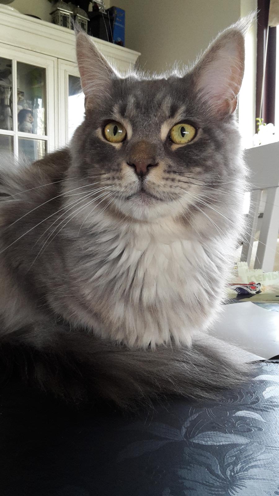 Maine Coon Bounty (DK Nanice Charlie) billede 2