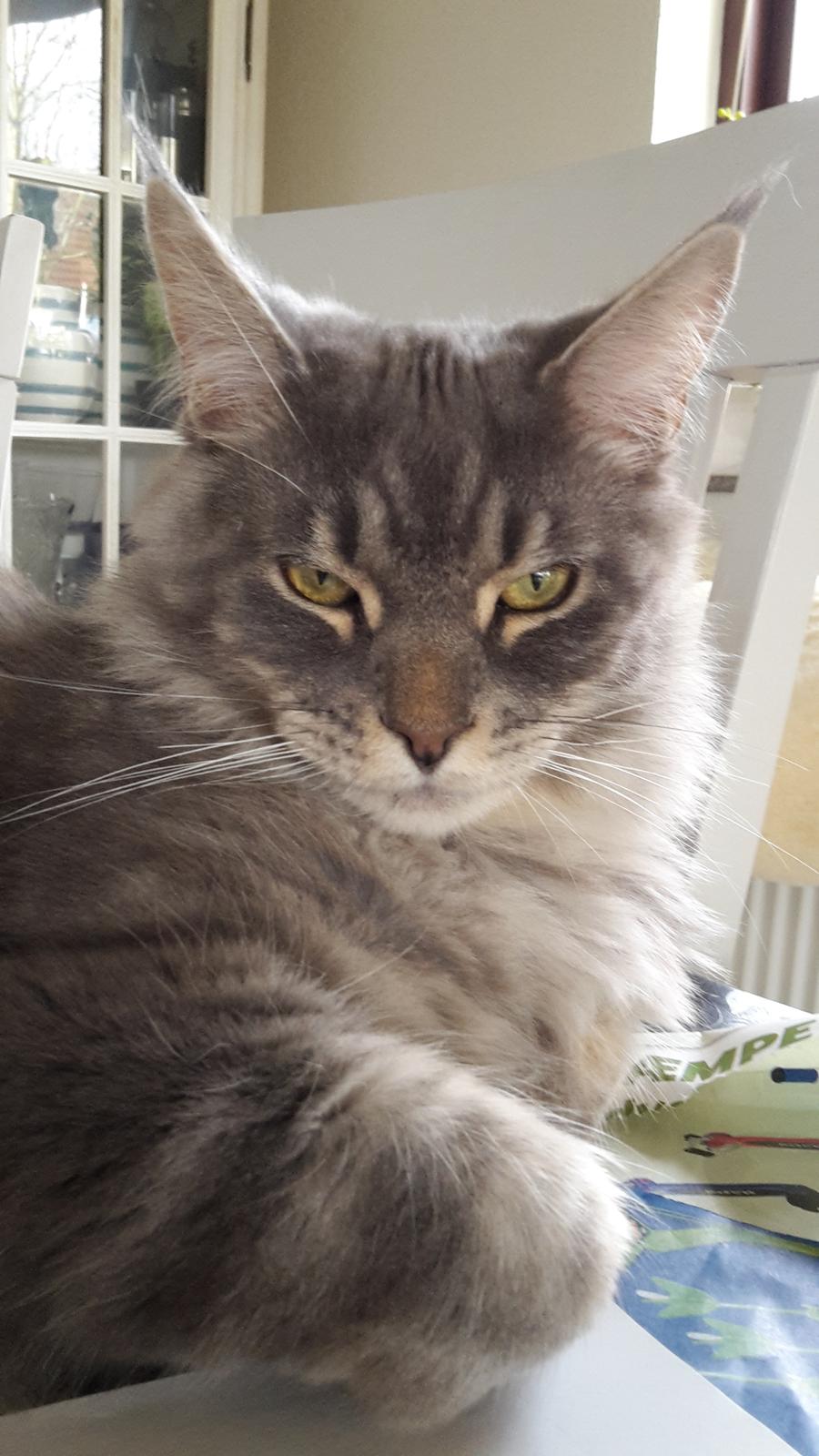 Maine Coon Bounty (DK Nanice Charlie) billede 40