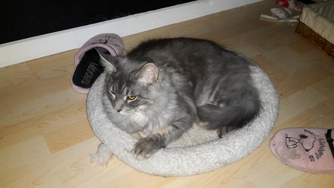 Maine Coon Bounty (DK Nanice Charlie) billede 41