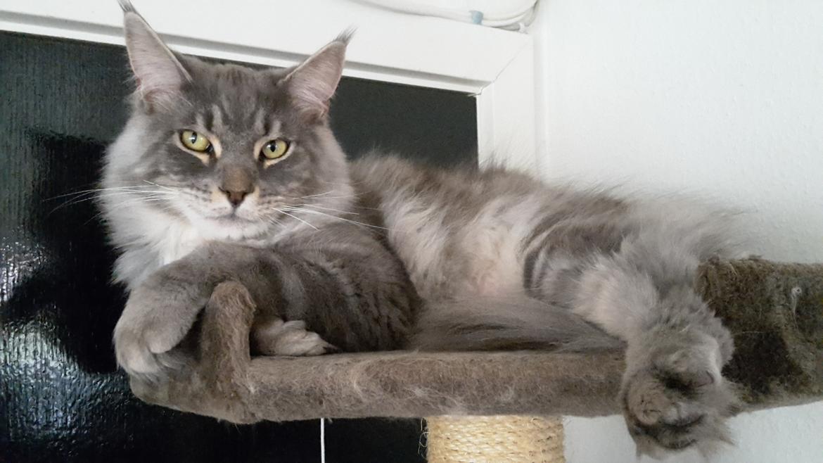 Maine Coon Bounty (DK Nanice Charlie) billede 6