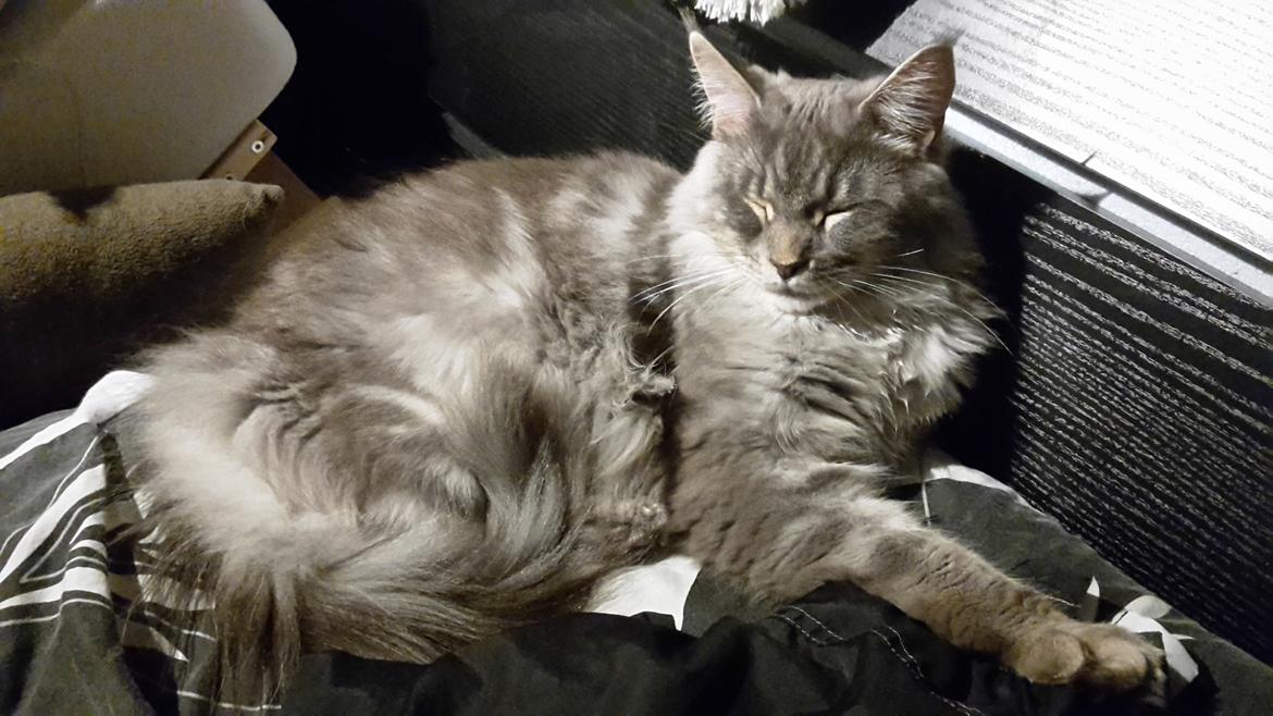 Maine Coon Bounty (DK Nanice Charlie) billede 4