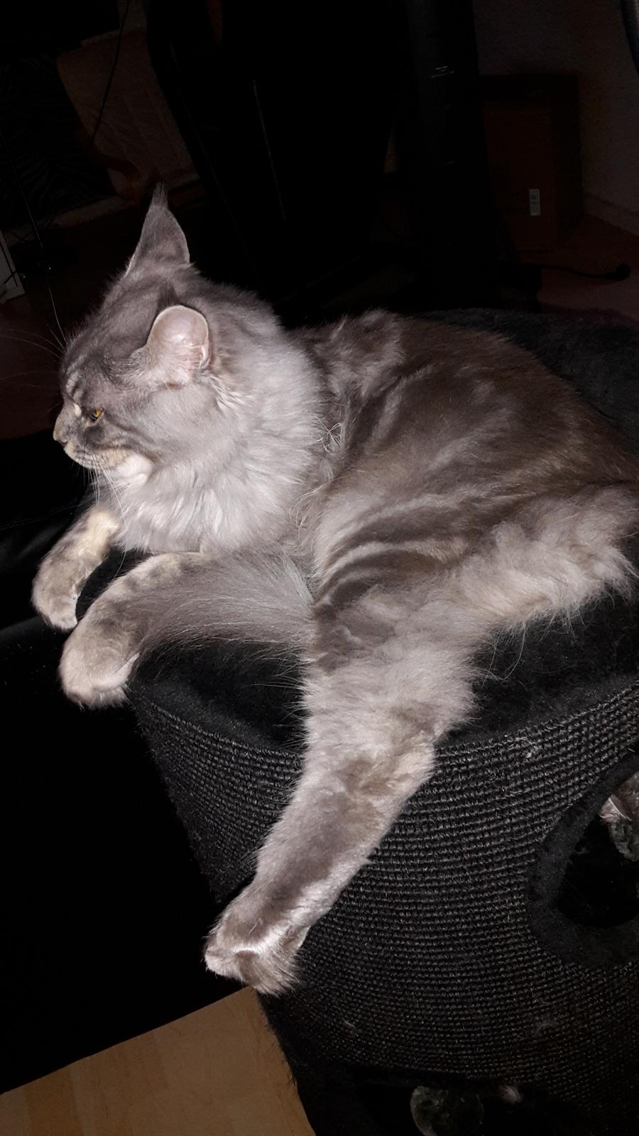 Maine Coon Bounty (DK Nanice Charlie) billede 42