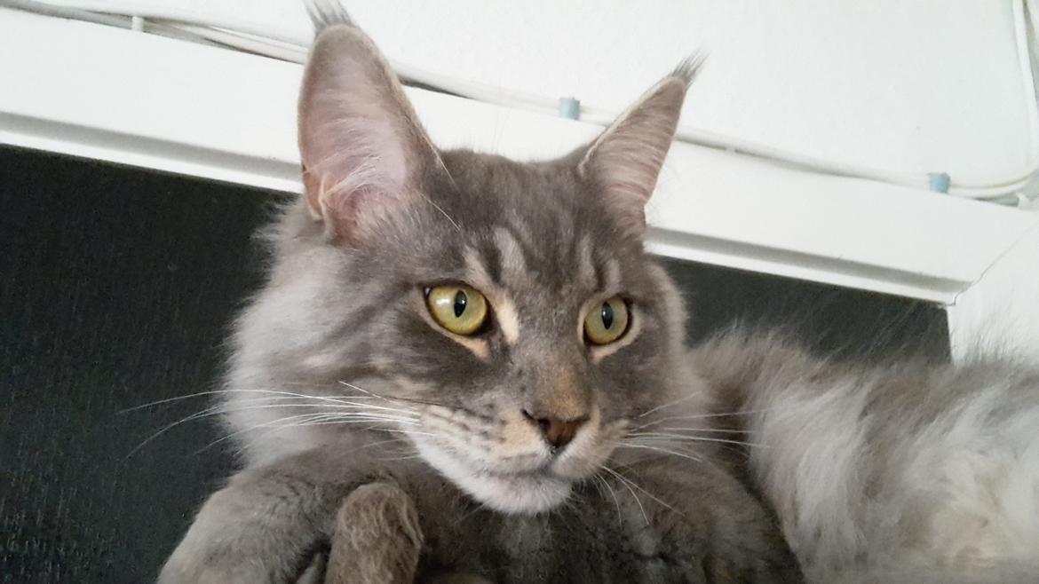 Maine Coon Bounty (DK Nanice Charlie) billede 3