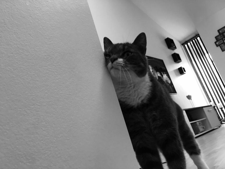 Huskat banditten billede 23