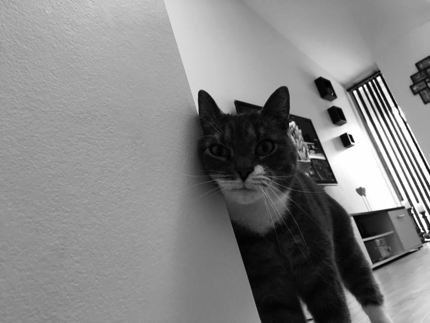 Huskat banditten billede 24