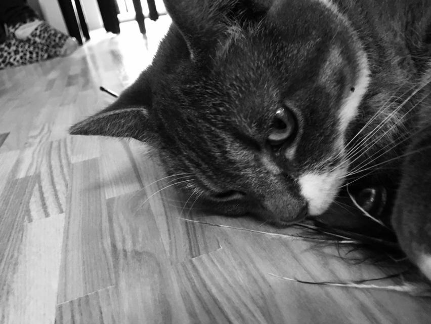 Huskat banditten billede 26