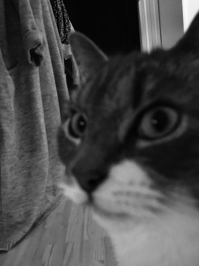 Huskat banditten billede 27