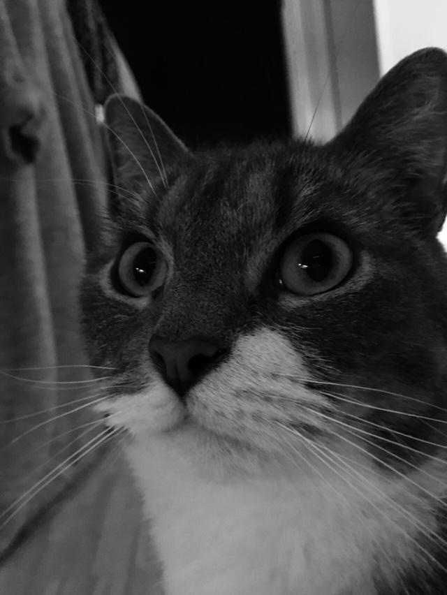 Huskat banditten billede 28