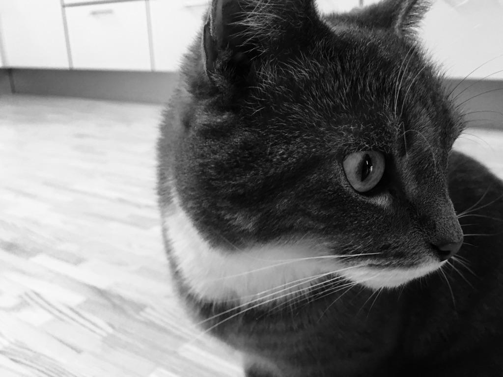 Huskat banditten billede 25