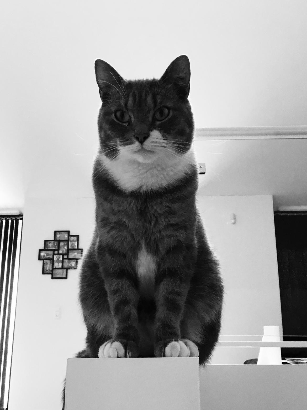 Huskat banditten billede 30