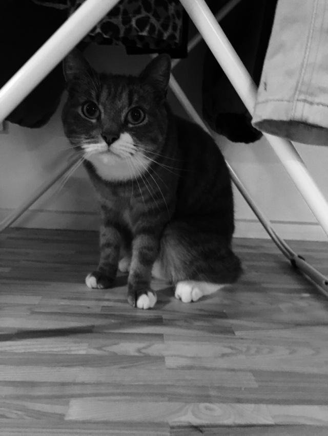 Huskat banditten billede 29