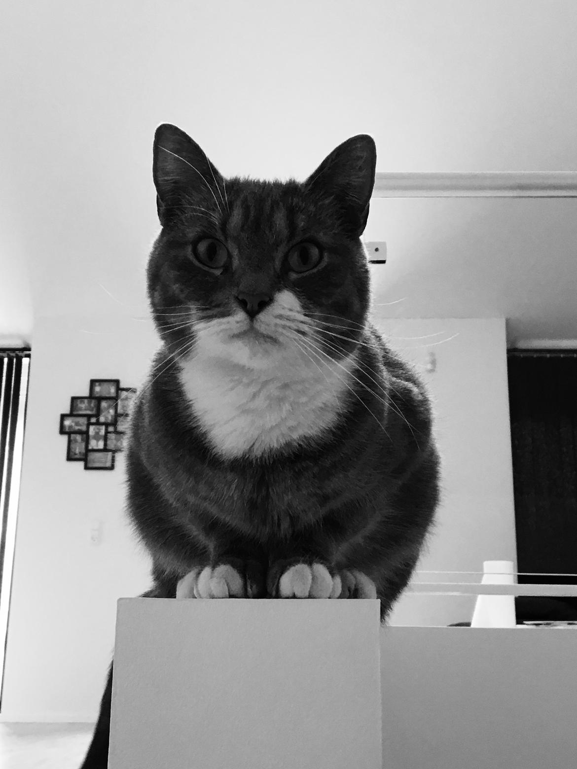 Huskat banditten billede 31