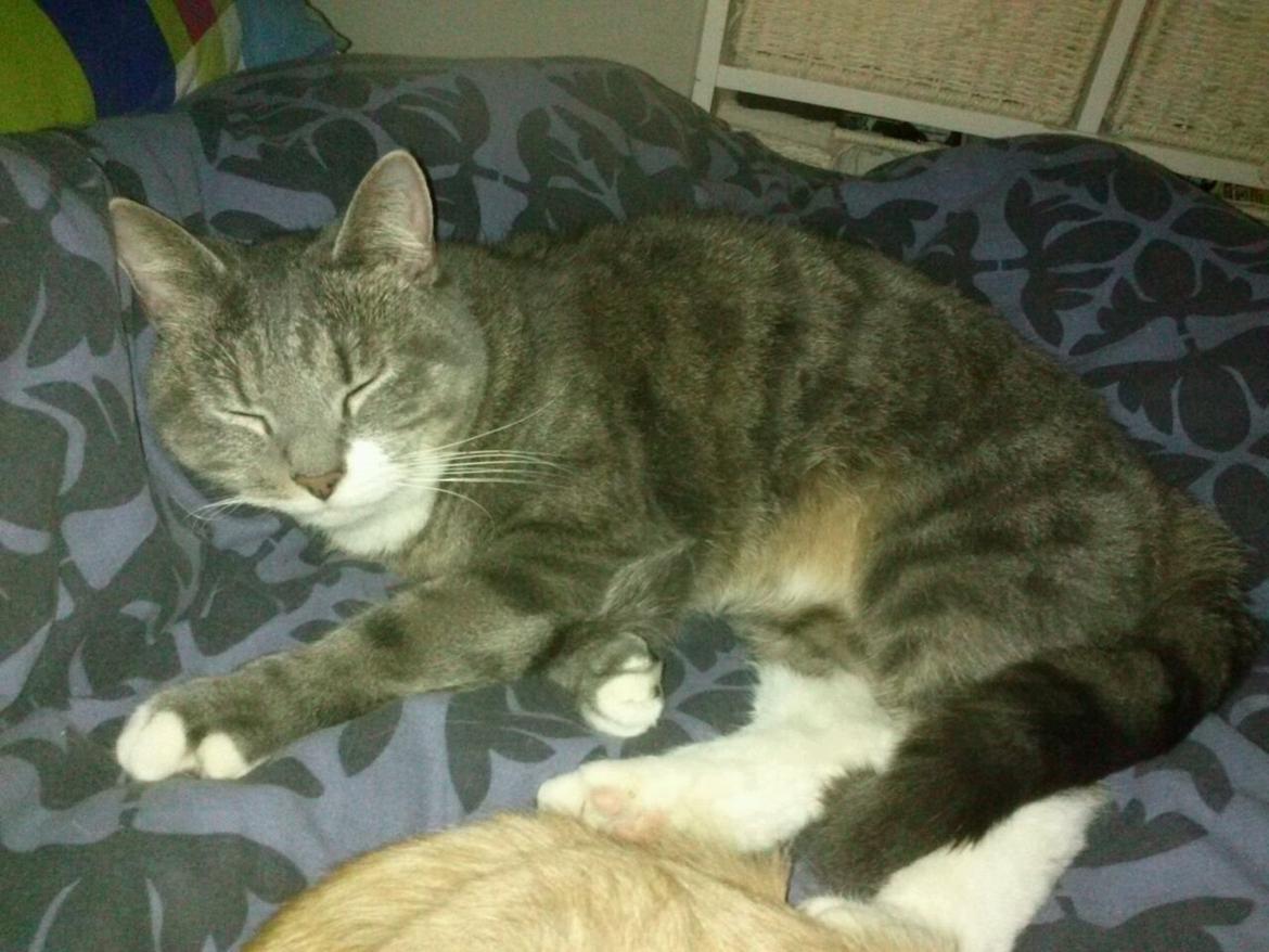 Huskat banditten billede 1