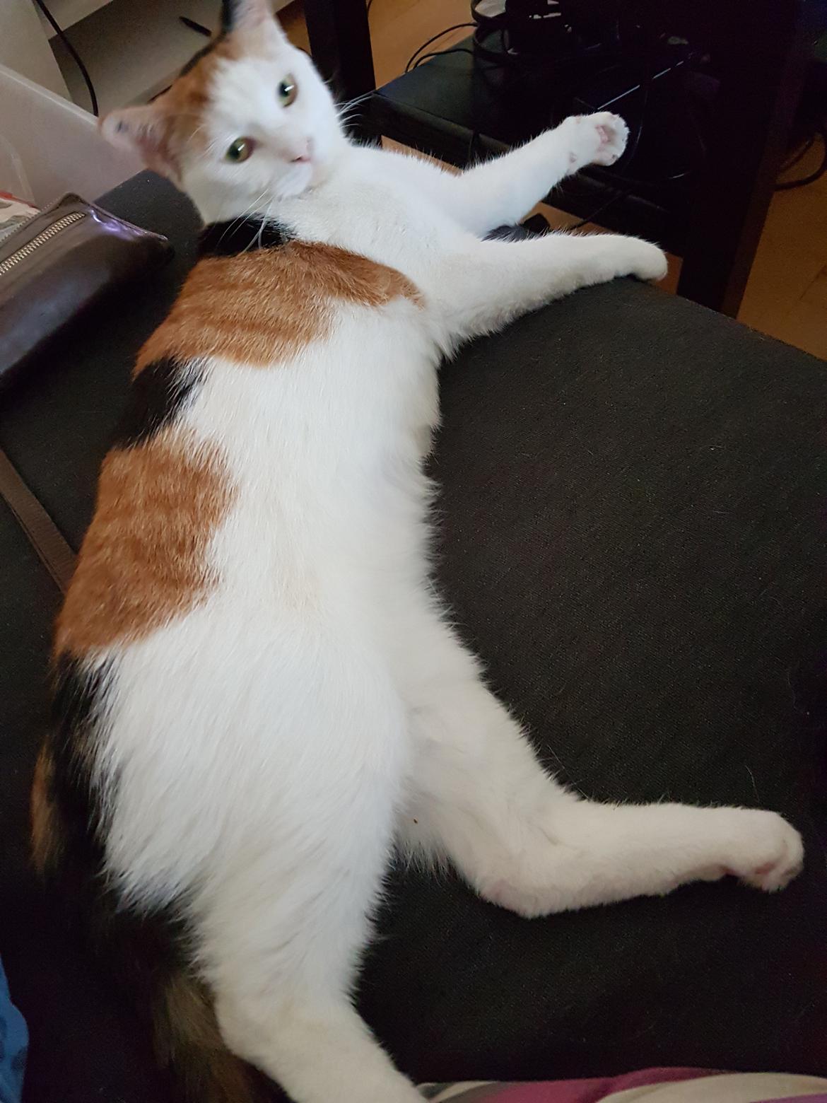 Huskat Mille billede 9