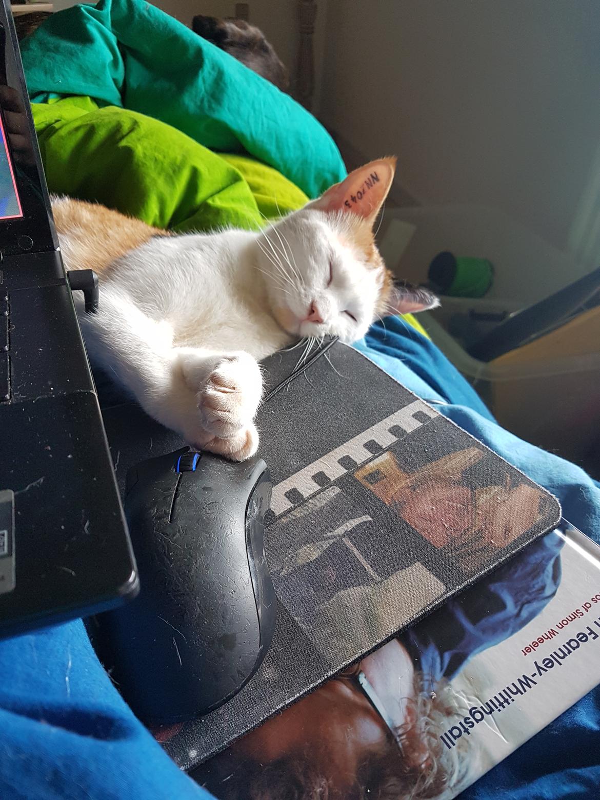 Huskat Mille billede 8