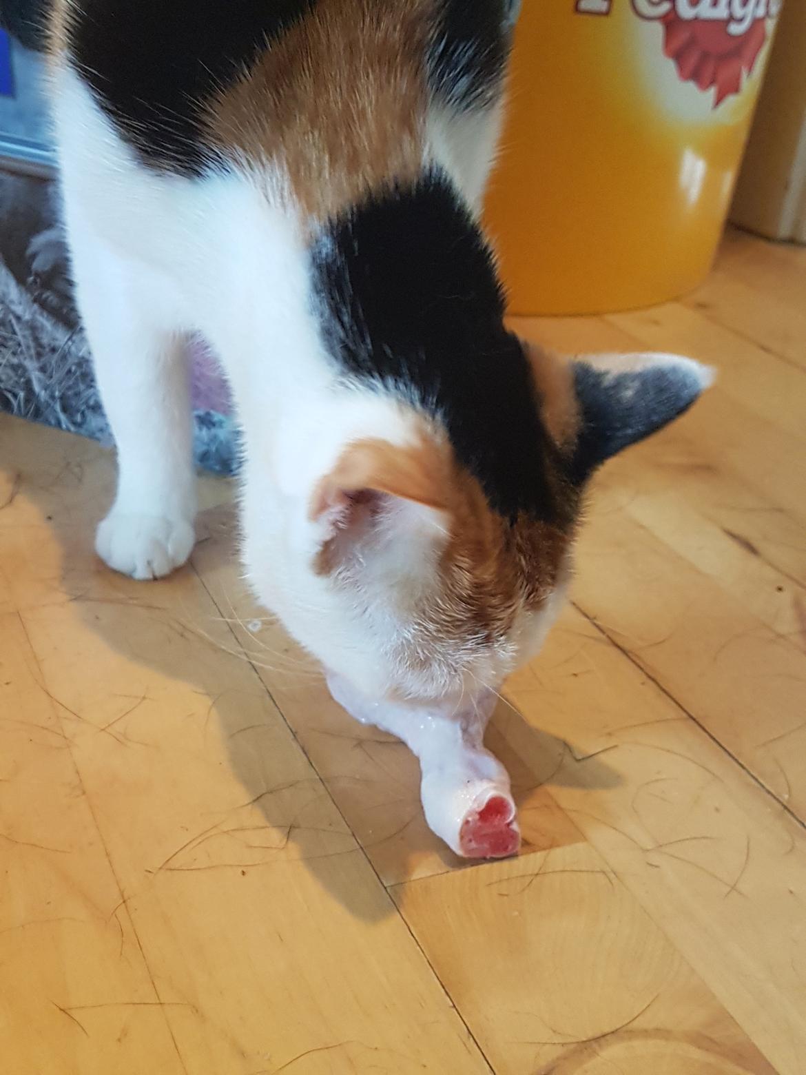 Huskat Mille billede 10