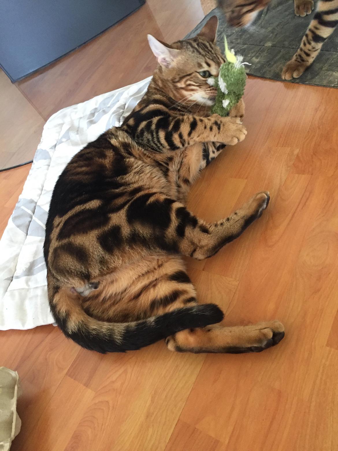 Bengal Big Fat Snake. Aka Blackie billede 4