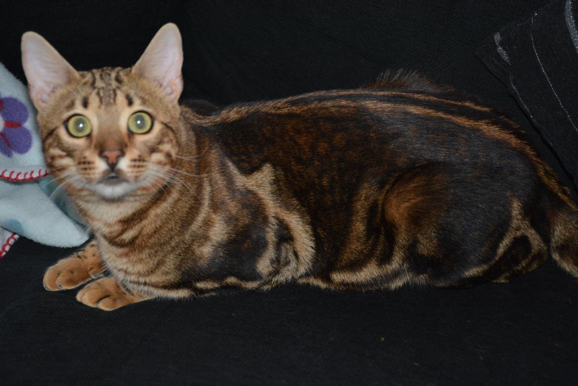 Bengal Big Fat Snake. Aka Blackie billede 7