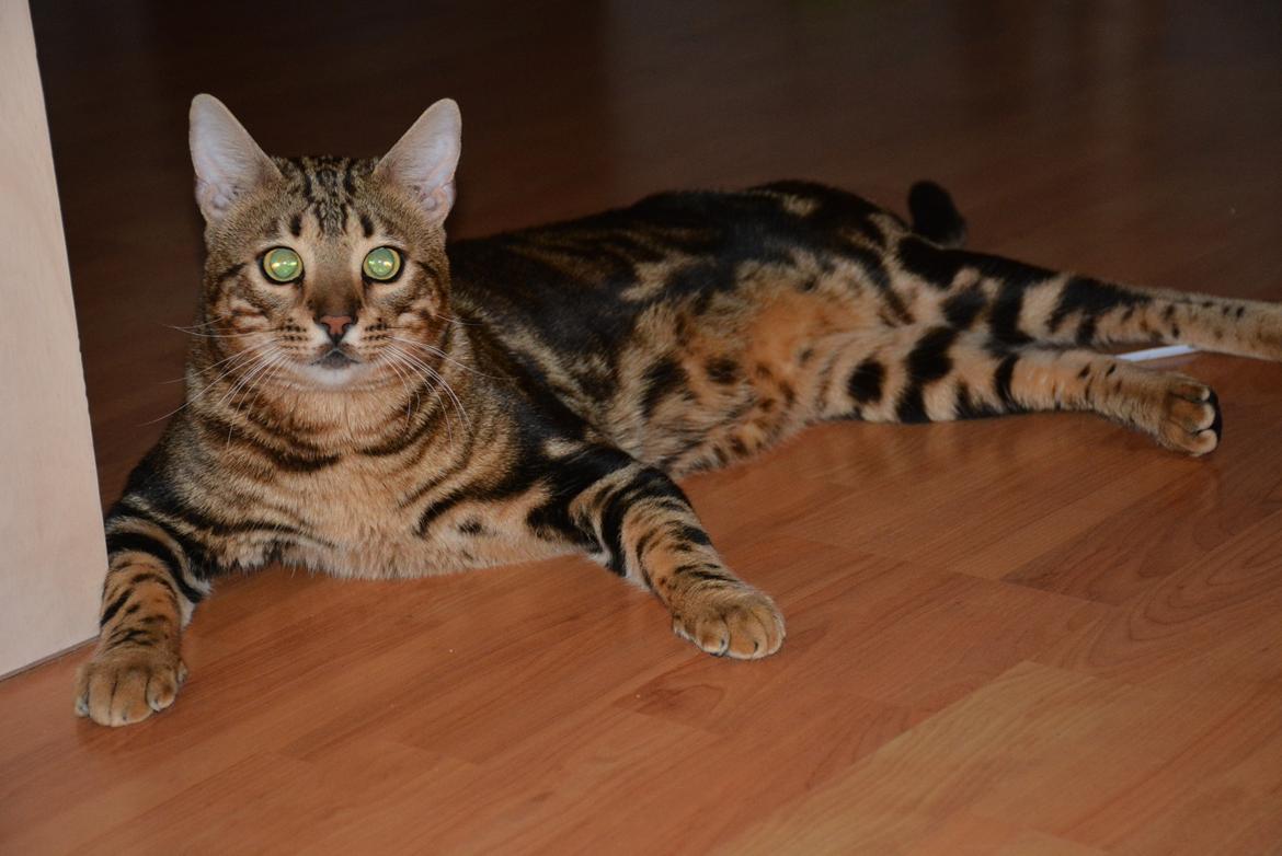 Bengal Big Fat Snake. Aka Blackie billede 1