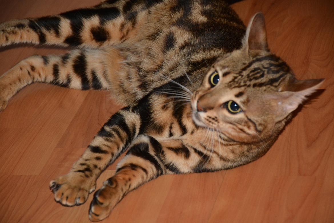 Bengal Big Fat Snake. Aka Blackie billede 2