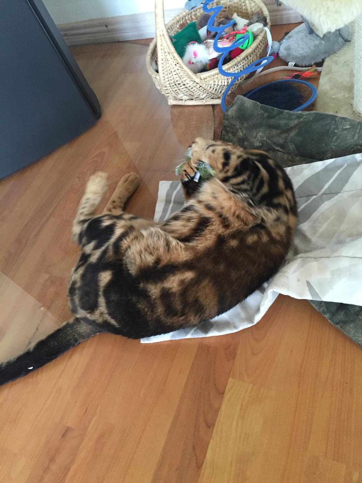 Bengal Big Fat Snake. Aka Blackie billede 5