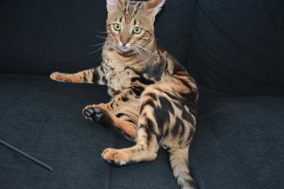 Bengal Big Fat Snake. Aka Blackie billede 3