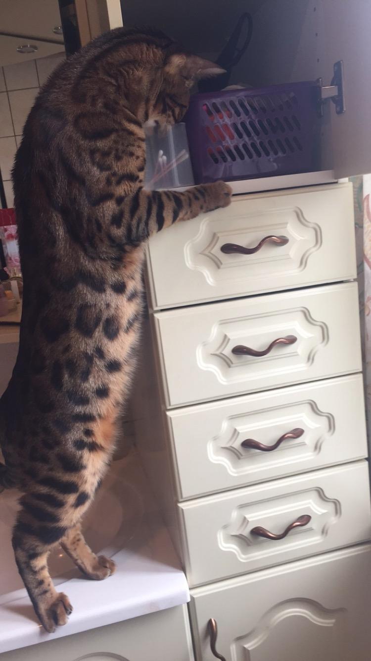 Bengal Bobbi billede 7