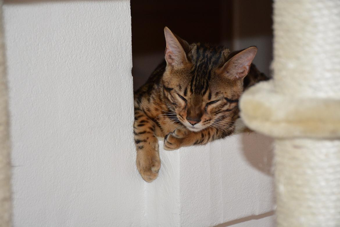 Bengal Bobbi billede 25