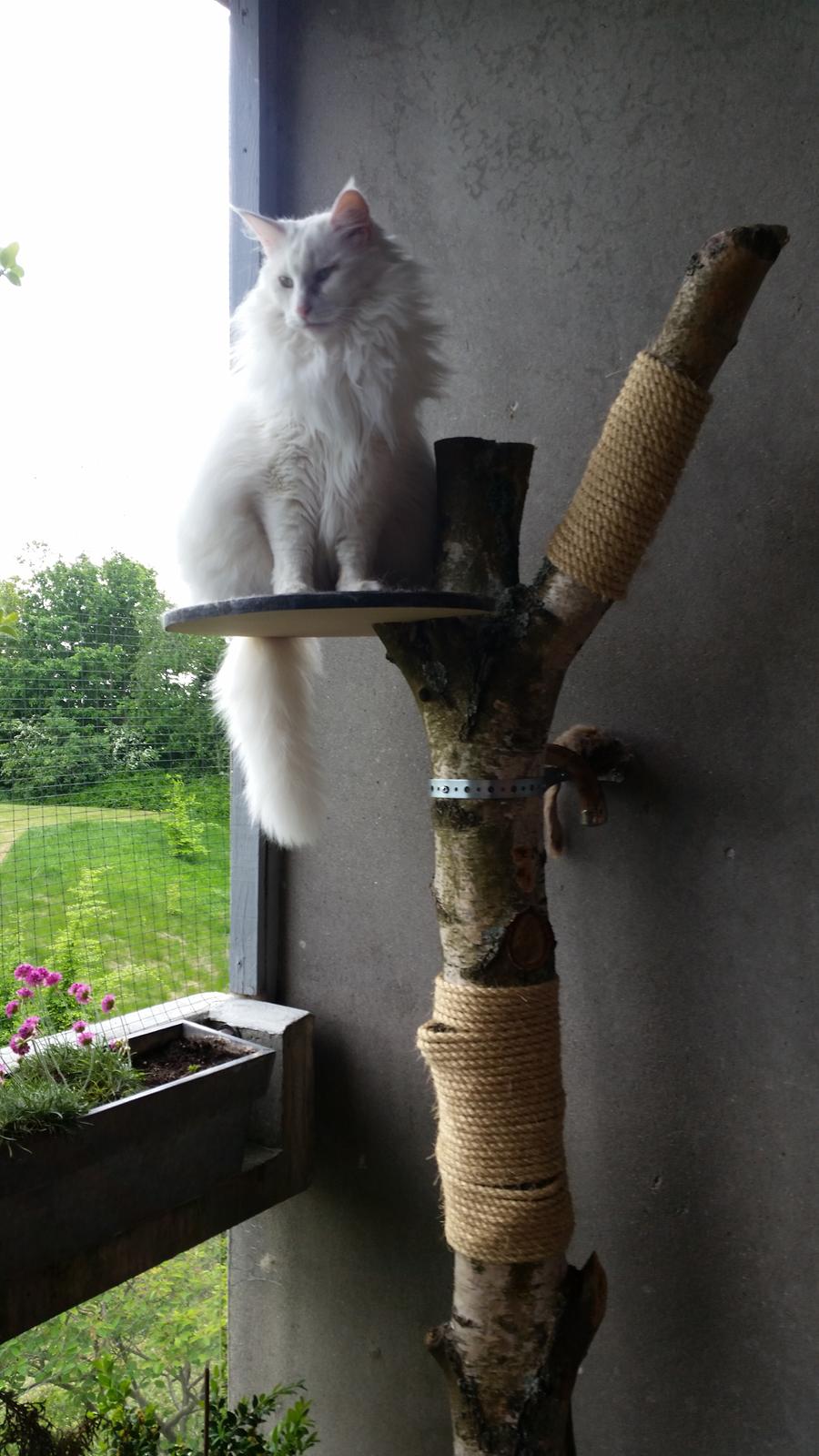 Norsk Skovkat Freya billede 8