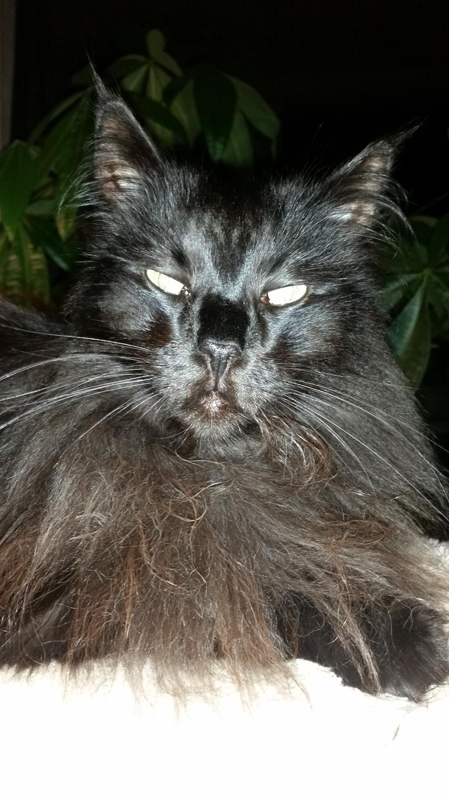 Norsk Skovkat Lurifaks billede 6