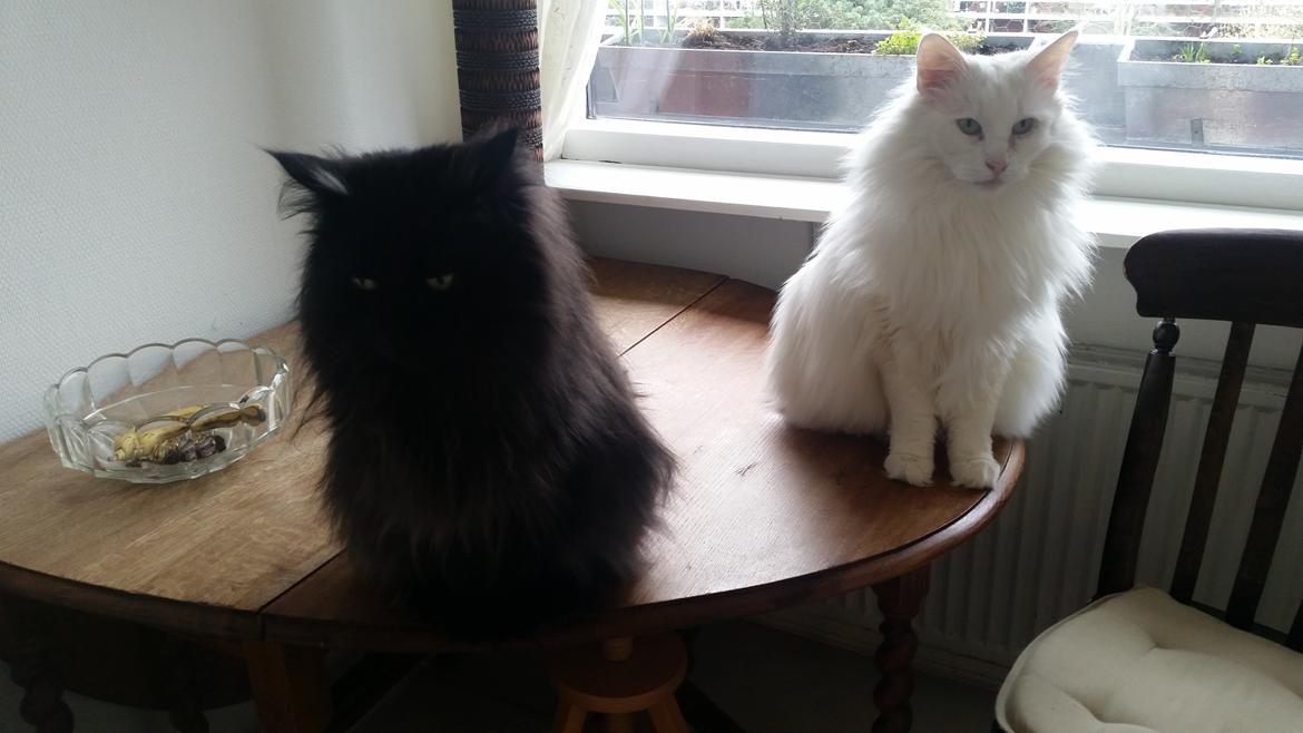 Norsk Skovkat Lurifaks billede 7