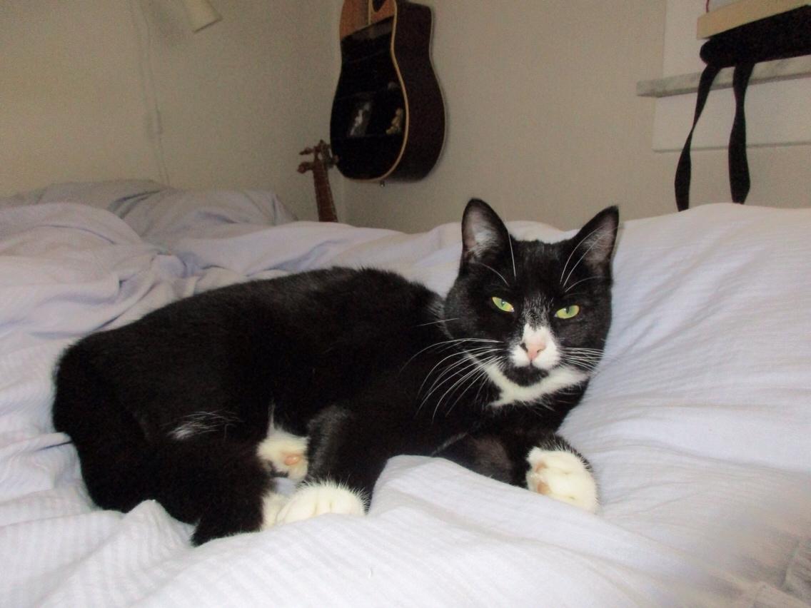 Huskat Molly - Velkommen til Molly's profil😘 billede 1