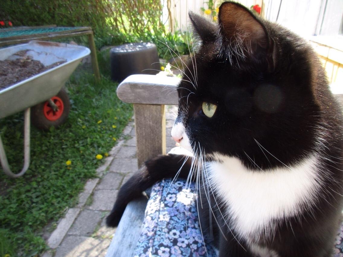 Huskat Molly billede 2