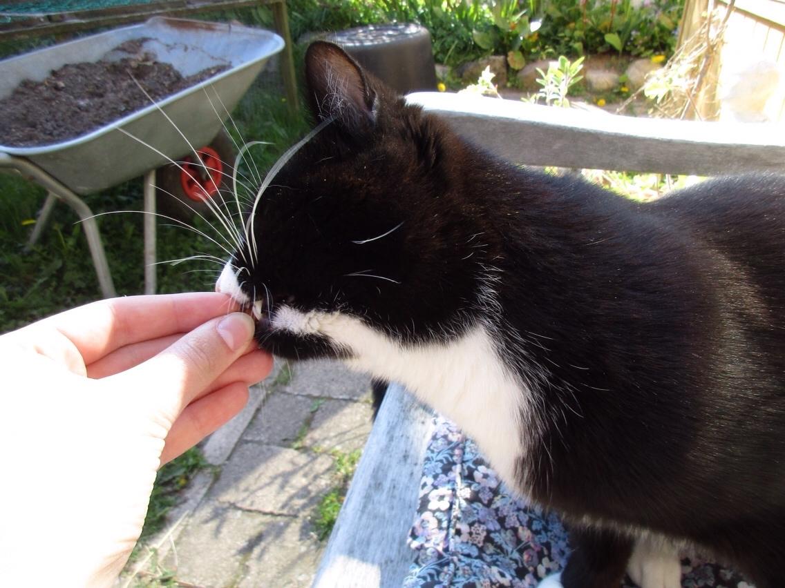 Huskat Molly billede 3