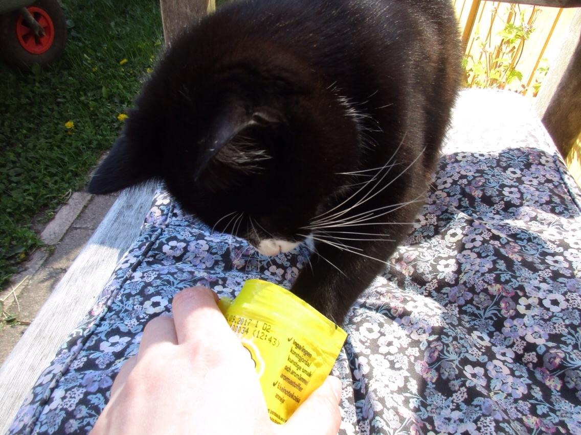 Huskat Molly - Molly har lært selv at tage godbidder ud af posen😺 billede 4